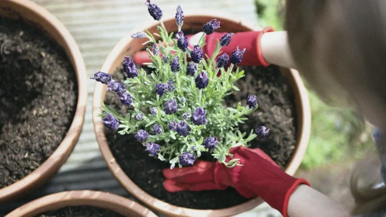 Herbs for Better Sleep