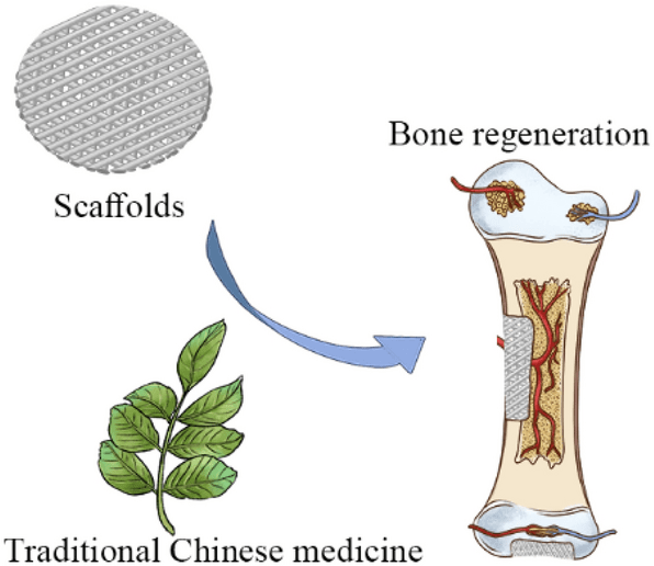 Chinese Herbs for Bone Health