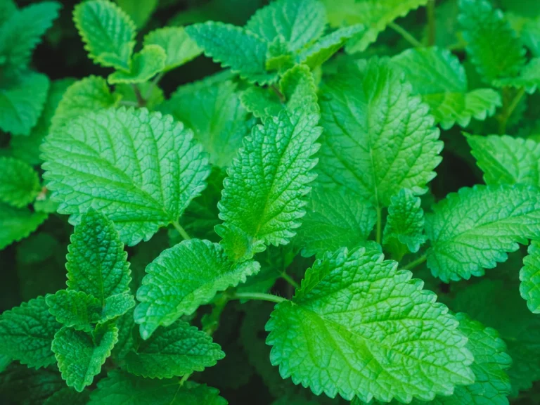 Herbs to Help with Cold.