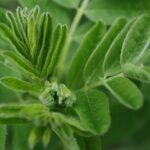 how astragalus supports winter wellness